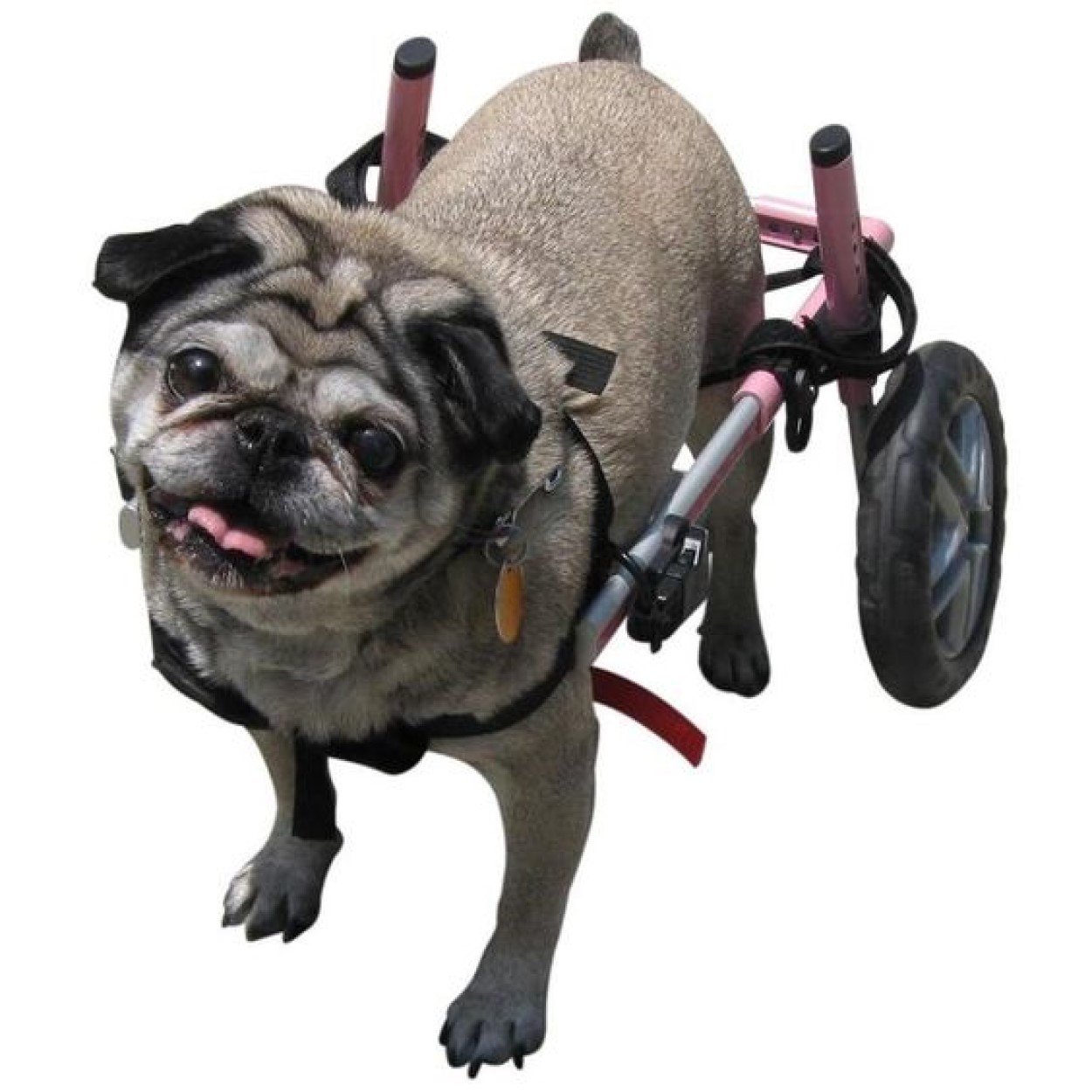 "dog wheelchairs"