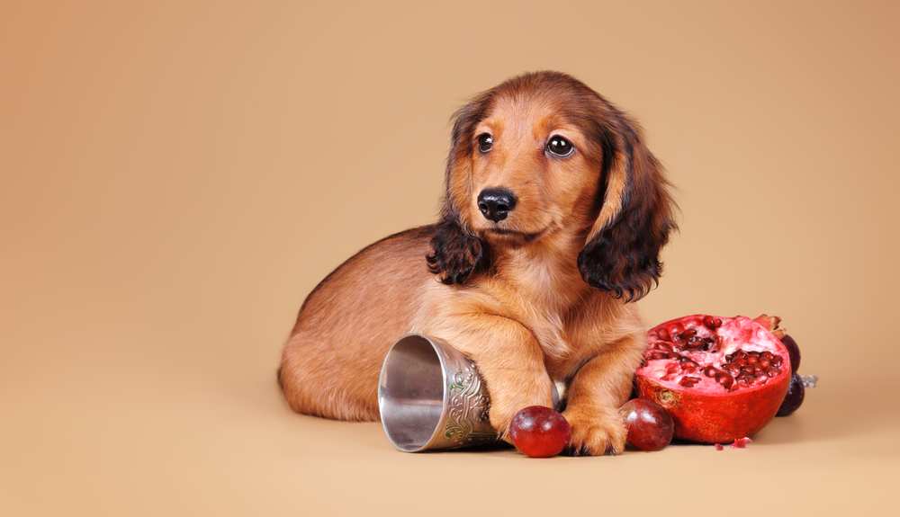 Can dogs have pomegranates?