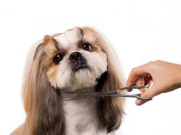 Dog Grooming Scissors